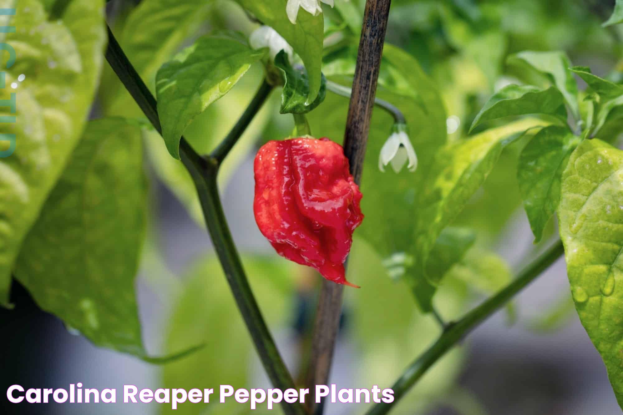 Carolina Reaper Pepper Plants