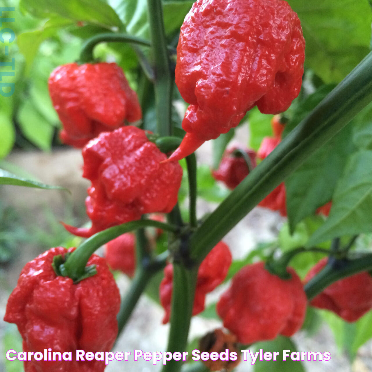 Carolina Reaper Pepper Seeds Tyler Farms