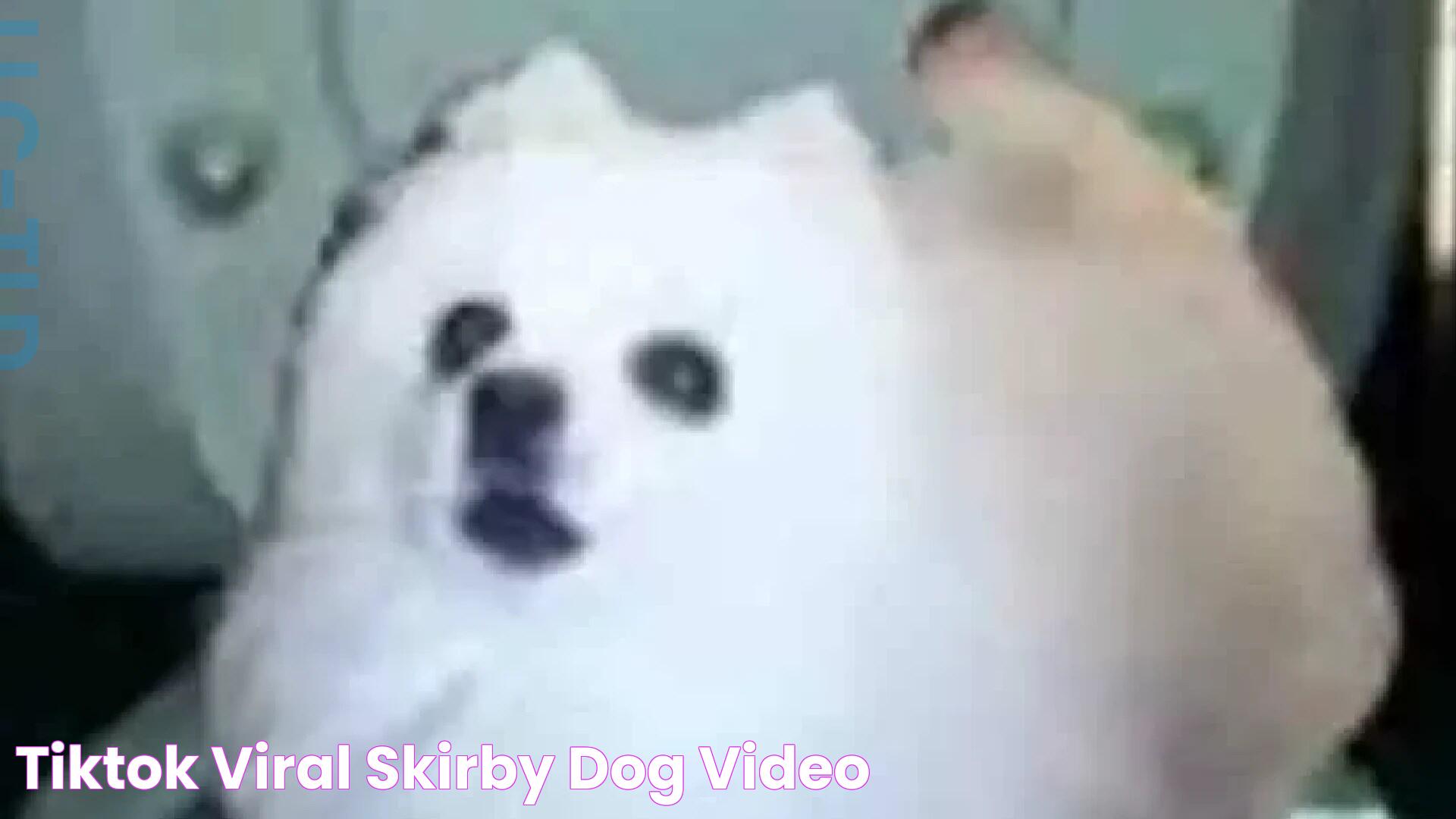 TikTok Viral Skirby Dog Video