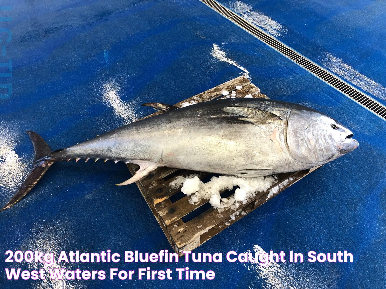 200kg Atlantic bluefin tuna caught in South West waters for first time