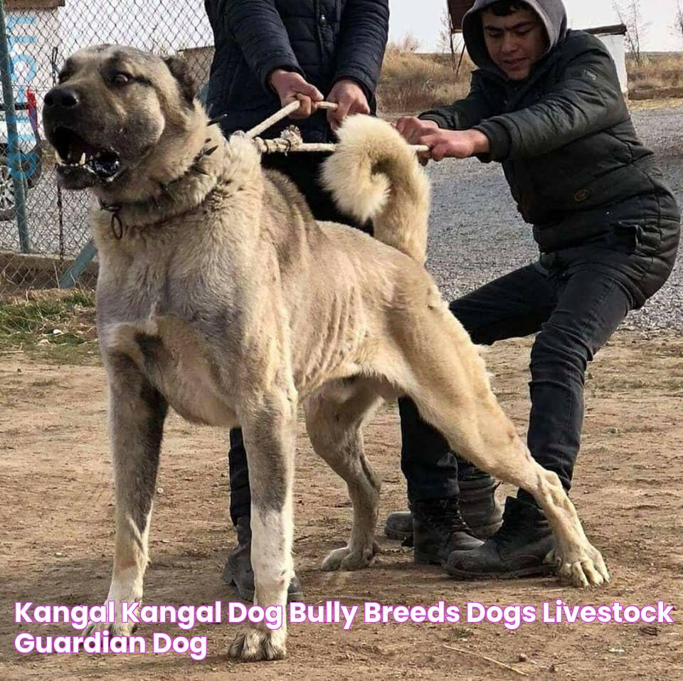 Kangal Kangal dog, Bully breeds dogs, Livestock guardian dog