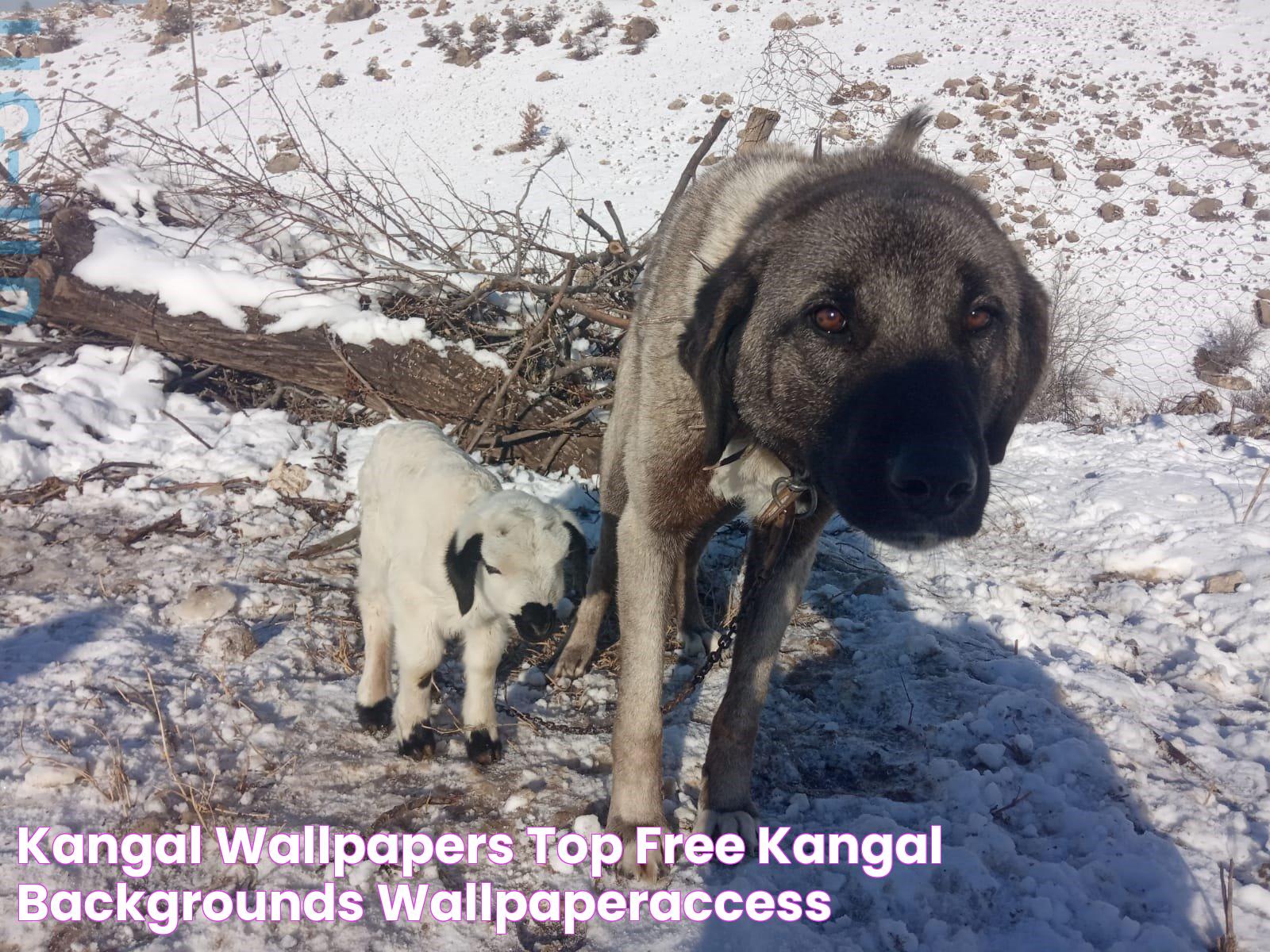 Kangal Wallpapers Top Free Kangal Backgrounds WallpaperAccess