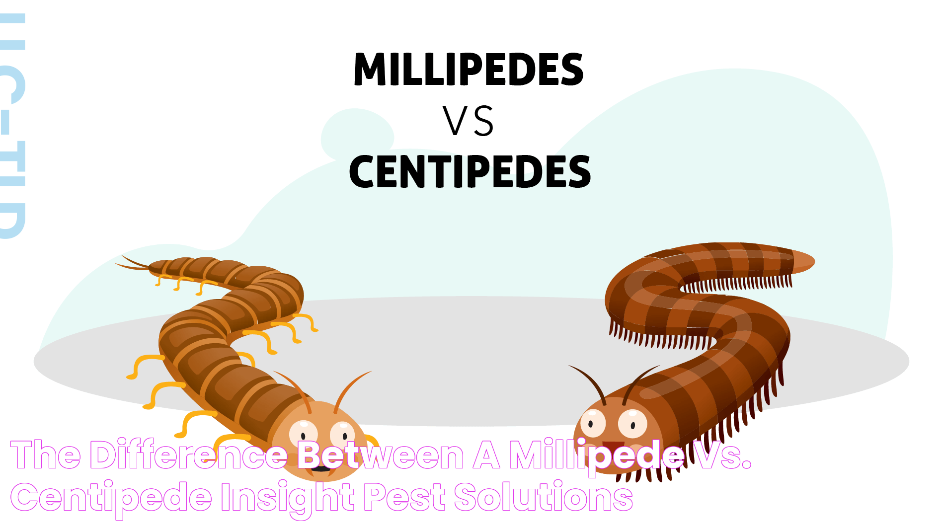 The Difference Between a Millipede vs. Centipede Insight Pest Solutions