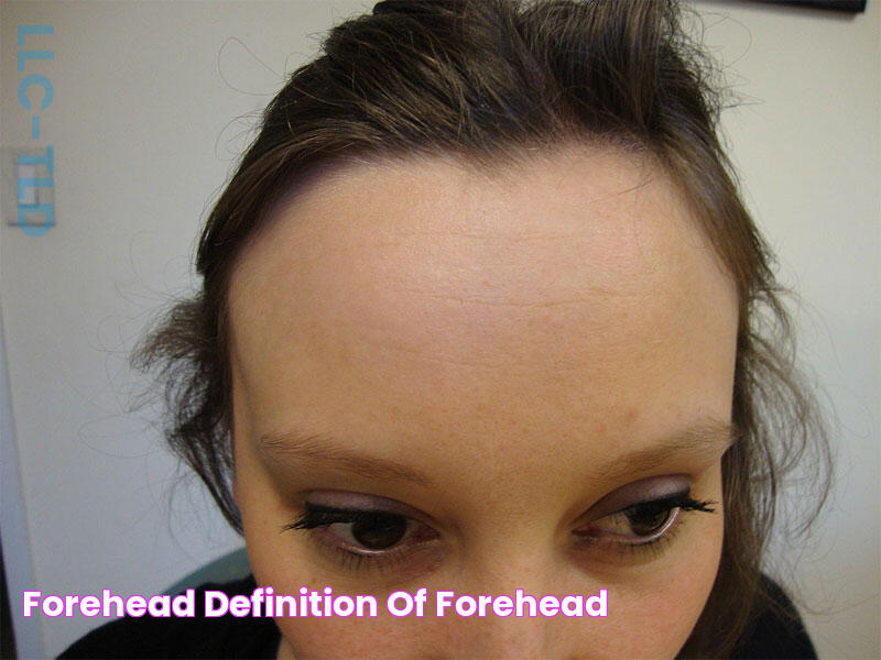 Forehead Definition of Forehead